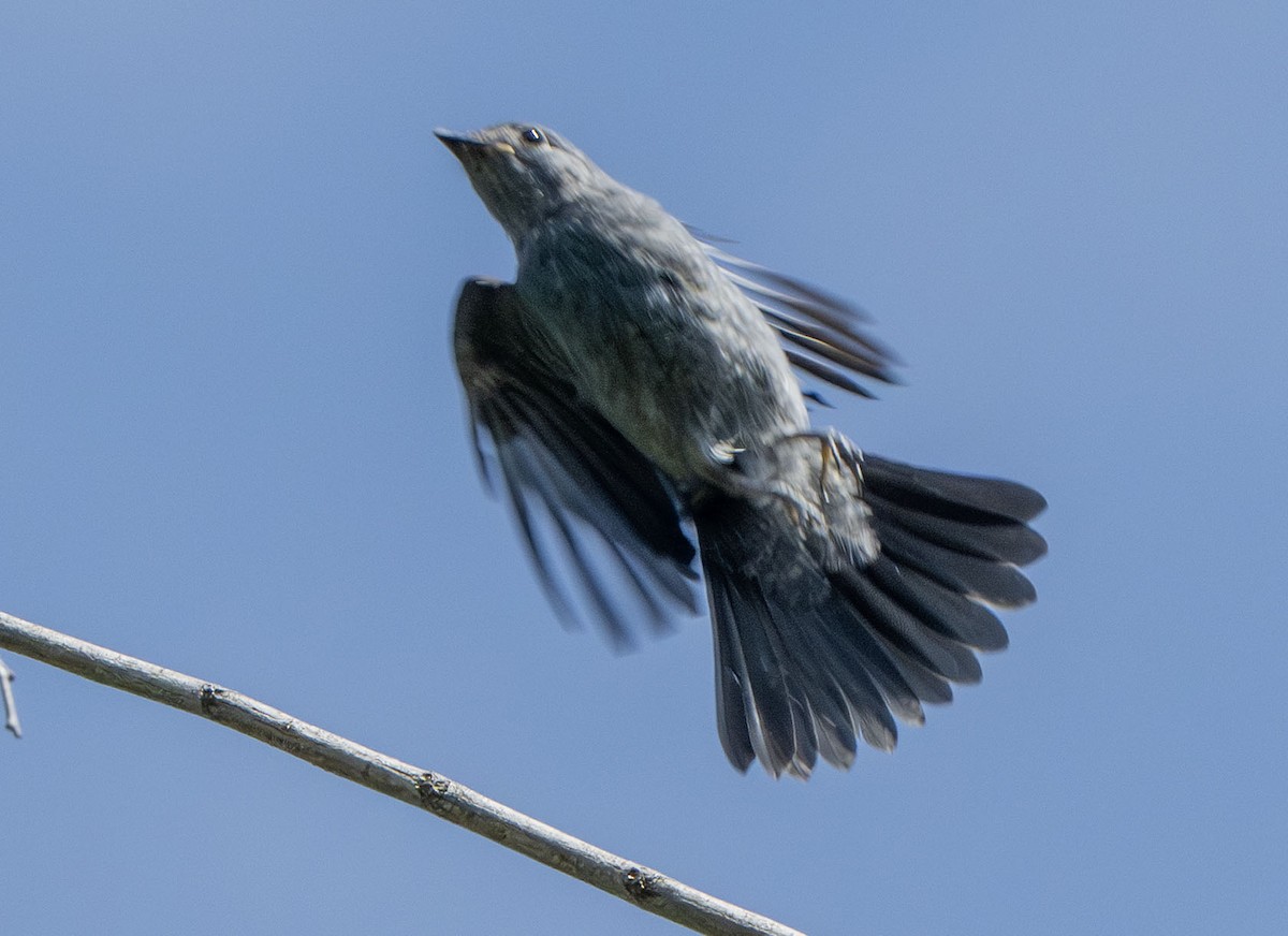 Ashy Drongo (Bornean) - ML639452130