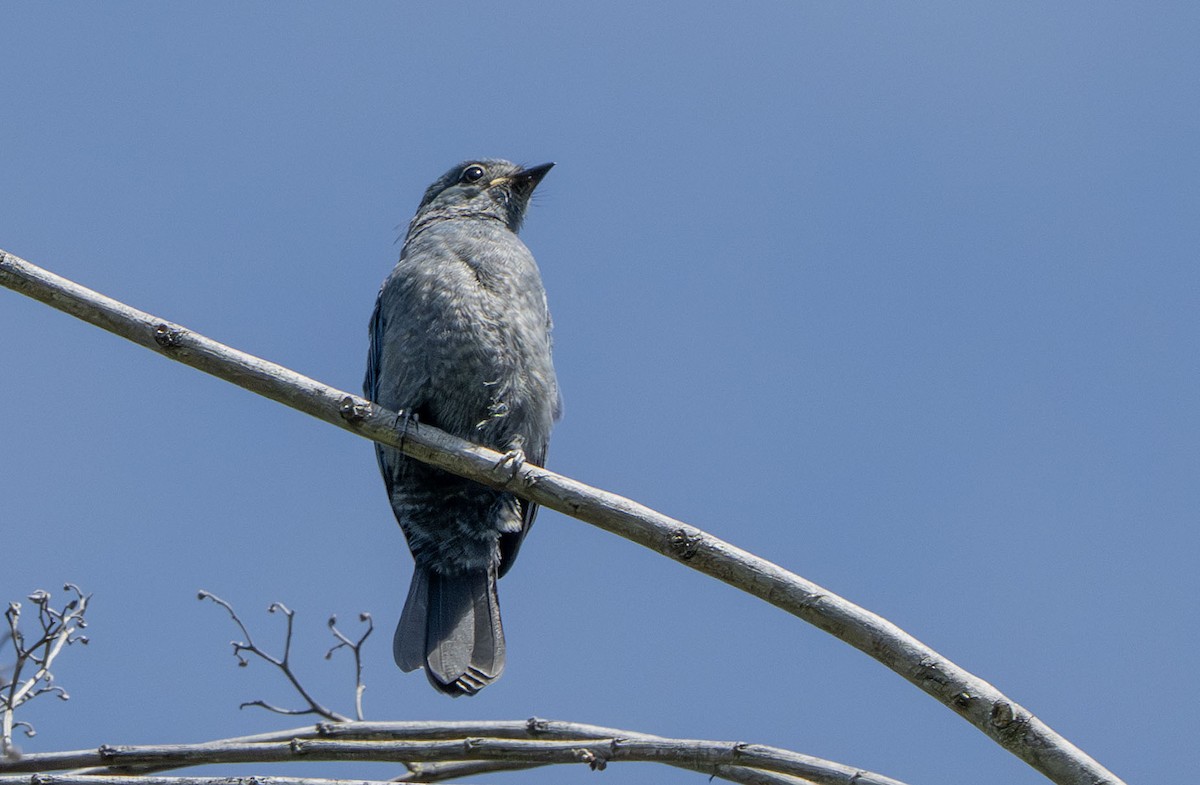 Ashy Drongo (Bornean) - ML639452131