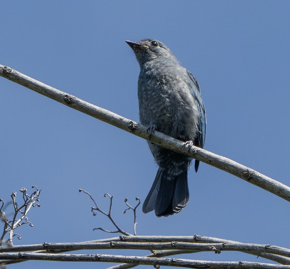Ashy Drongo (Bornean) - ML639452132