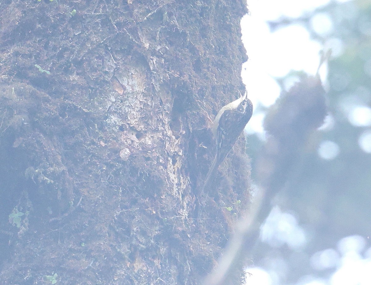Sichuan Treecreeper - ML639452133