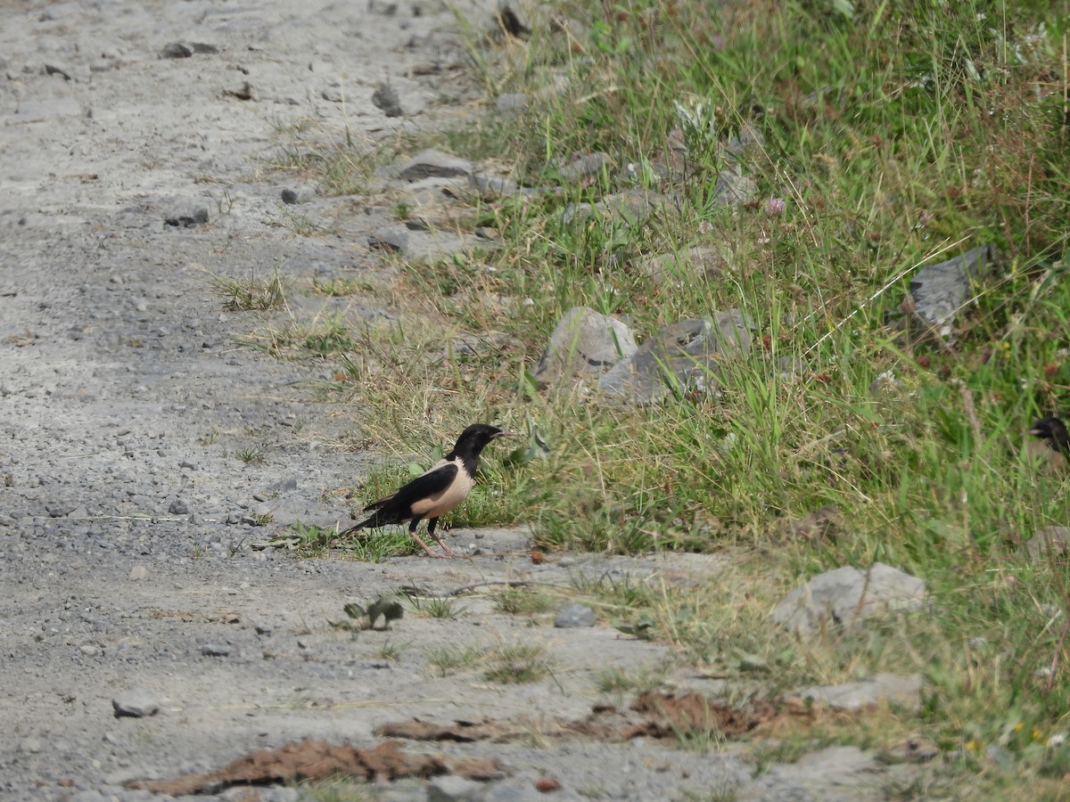 Rosy Starling - ML639452136