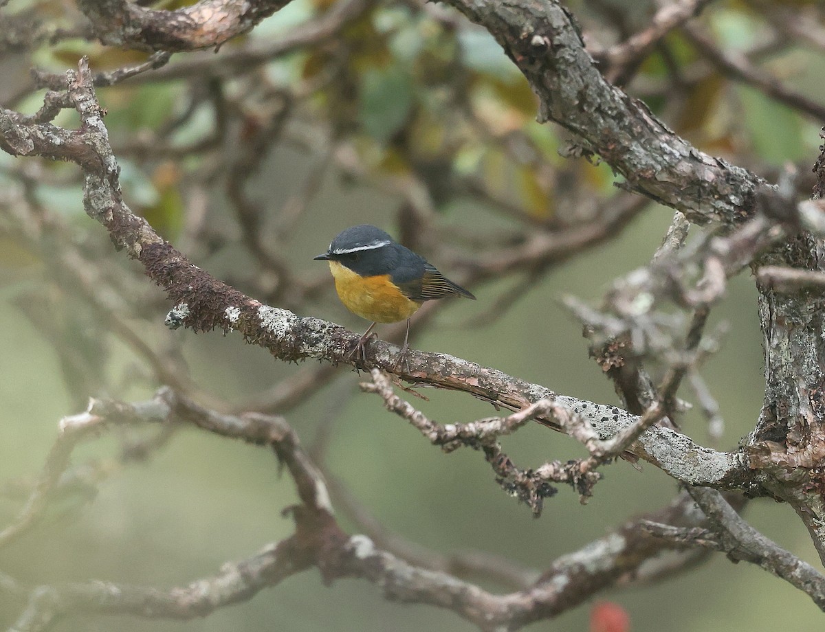 White-browed Bush-Robin - ML639452148