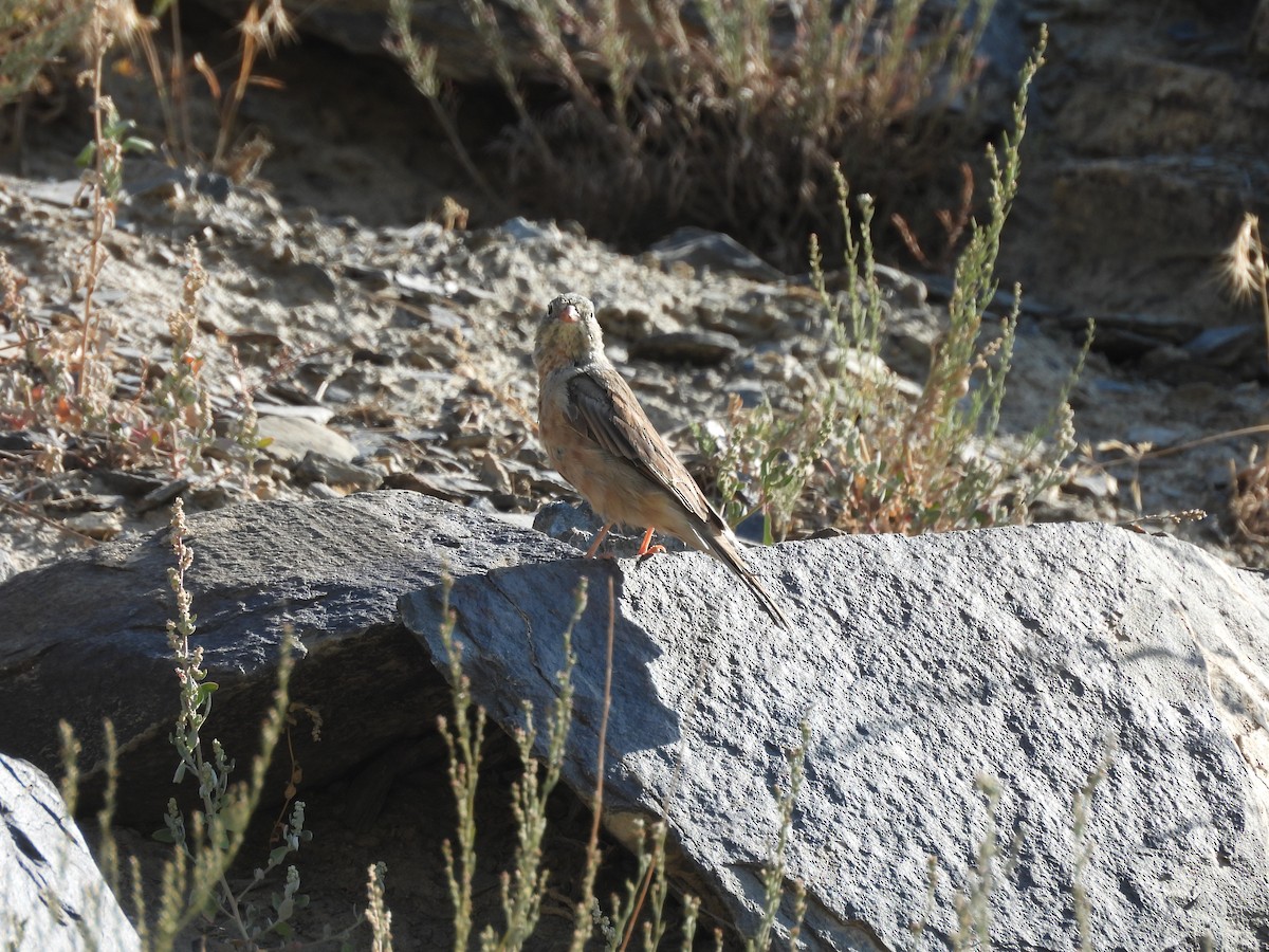 Gray-necked Bunting - ML639452199