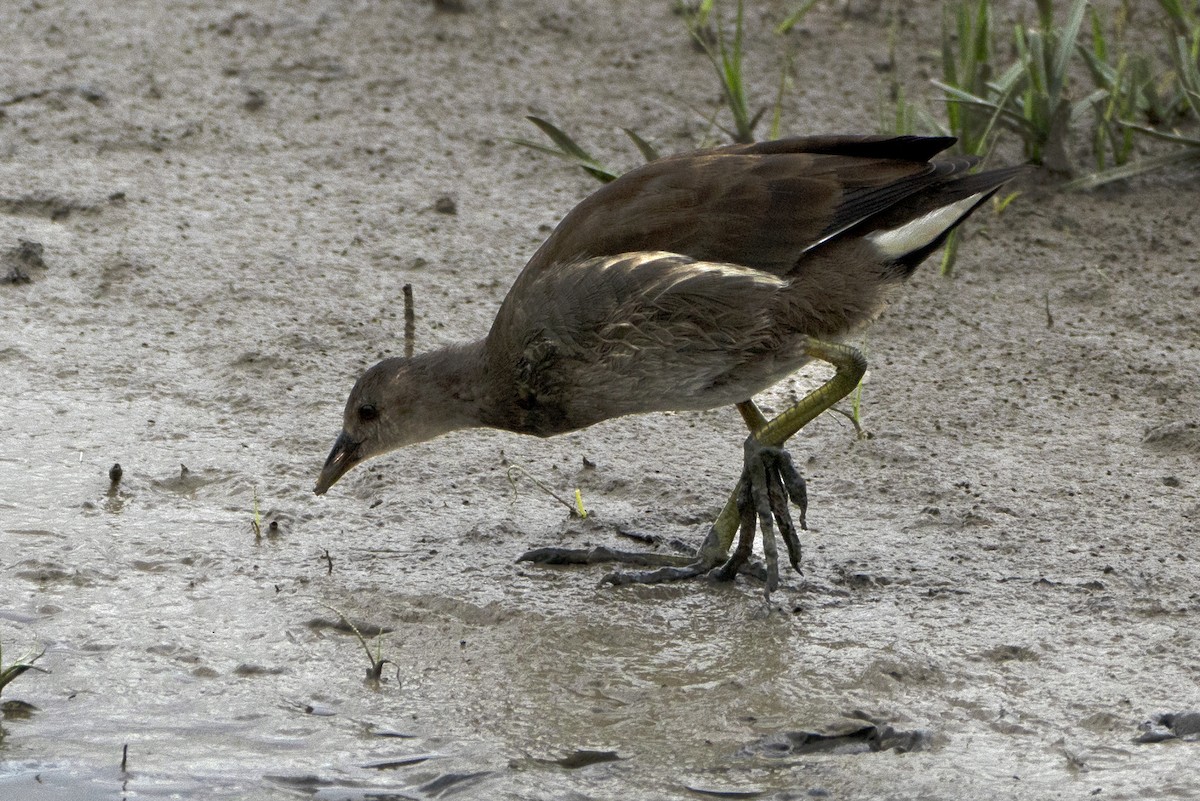 Eurasian Moorhen - ML639452240