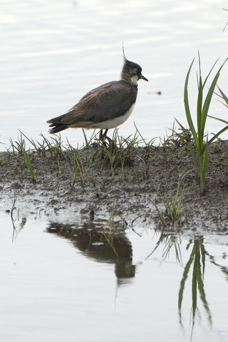 Northern Lapwing - ML639452243