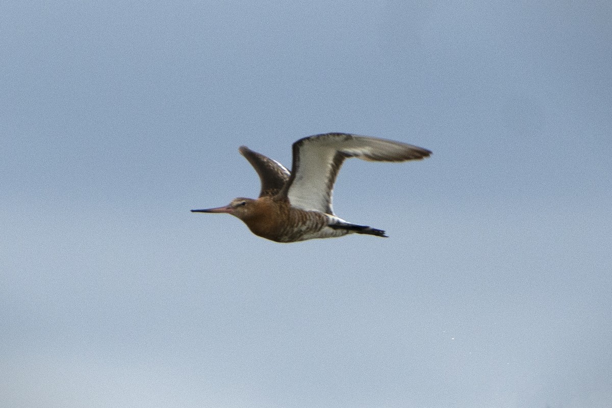 Black-tailed Godwit - ML639452250
