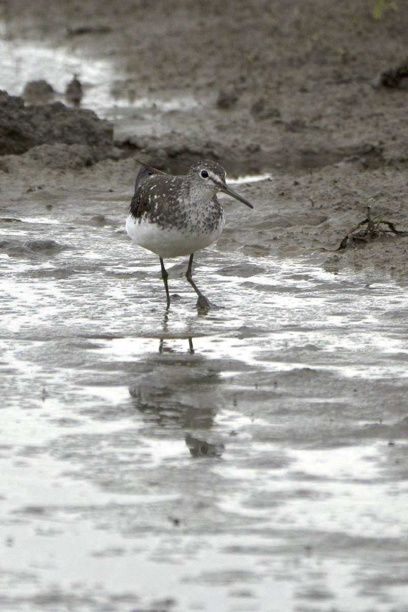 Green Sandpiper - ML639452264