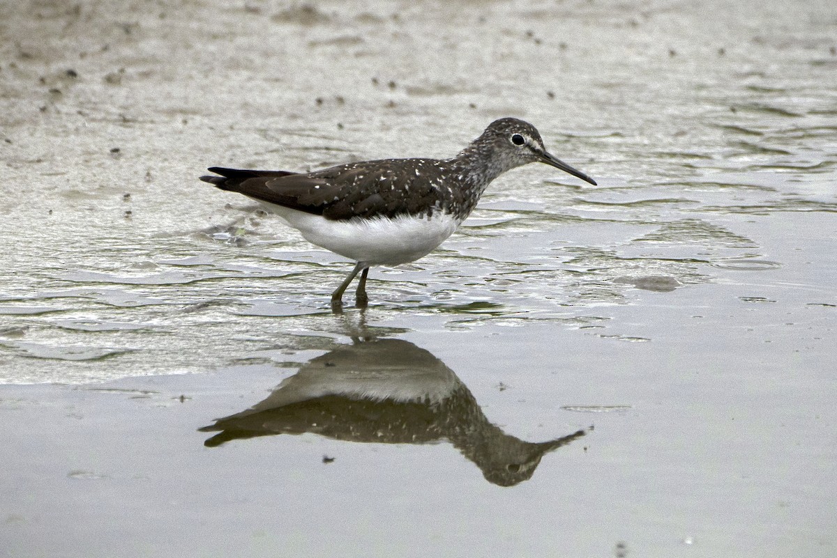 Green Sandpiper - ML639452265