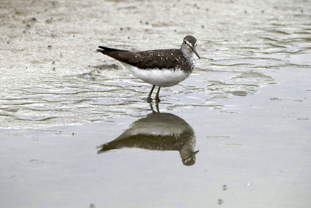 Green Sandpiper - ML639452266