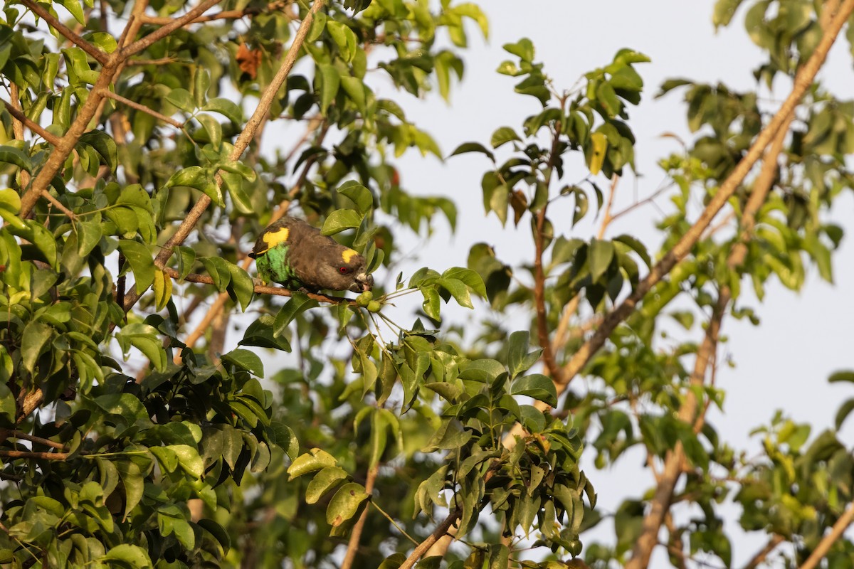 Meyer's Parrot - ML639452267