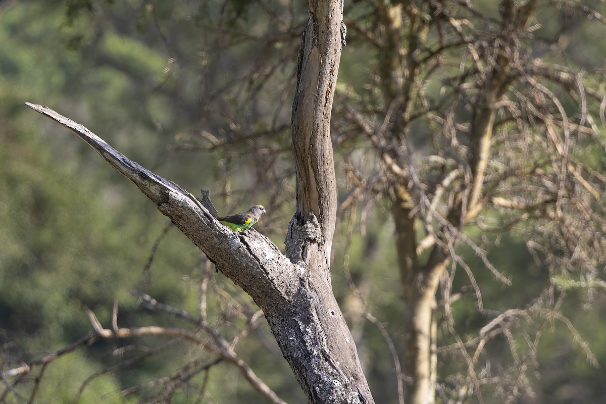 Meyer's Parrot - ML639452268