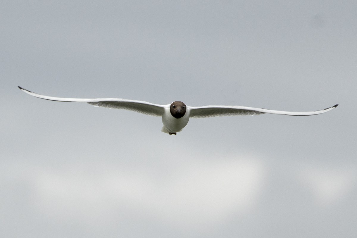 Black-headed Gull - ML639452277
