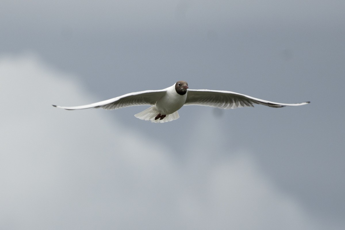 Black-headed Gull - ML639452278