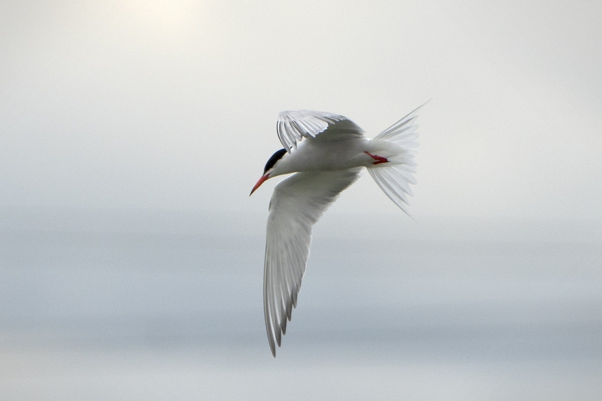 Common Tern - ML639452291