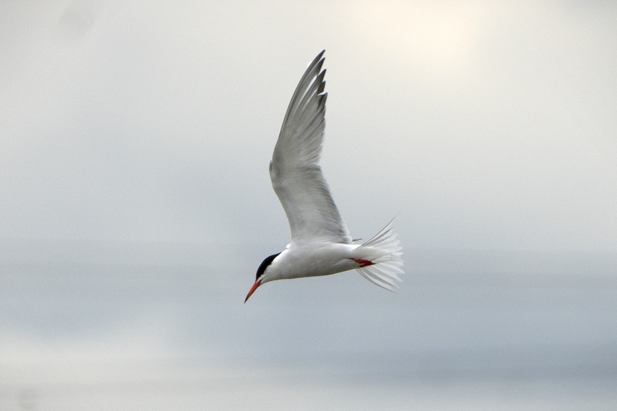 Common Tern - ML639452292