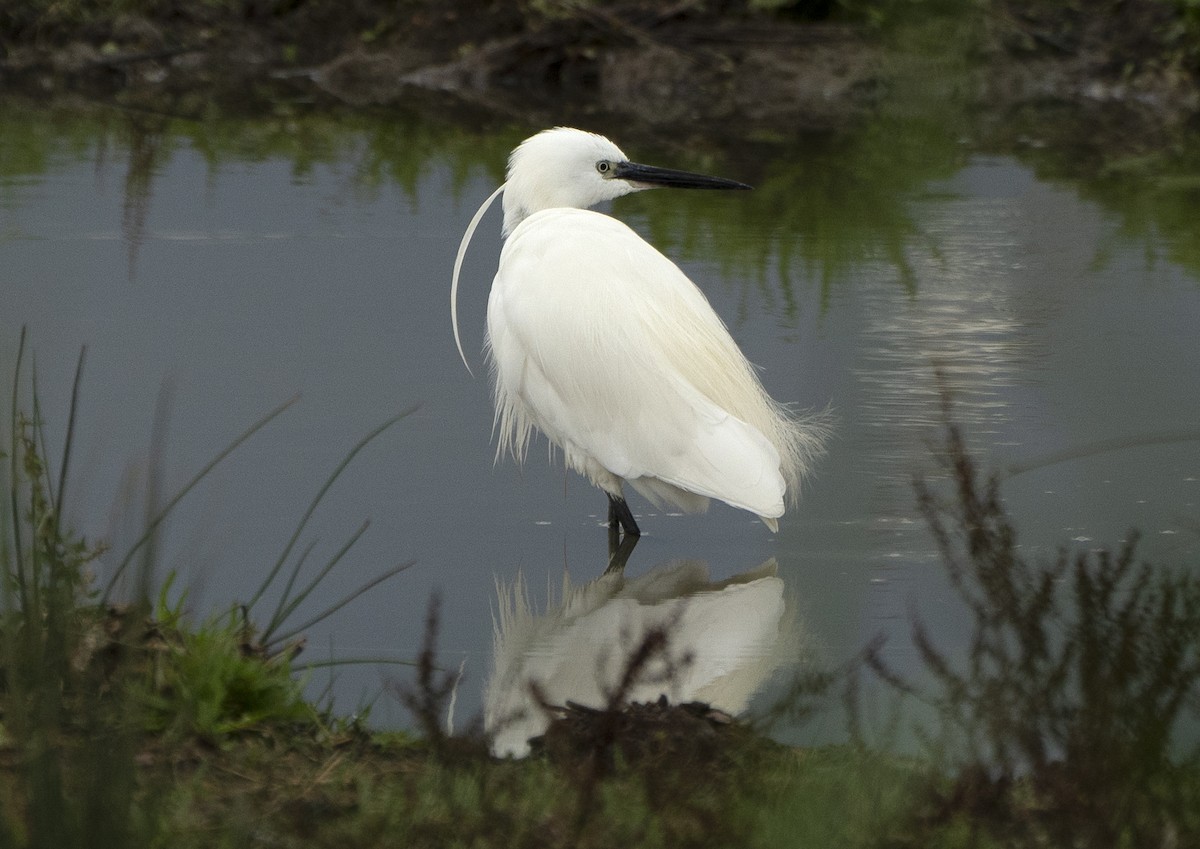 Little Egret - ML639452305