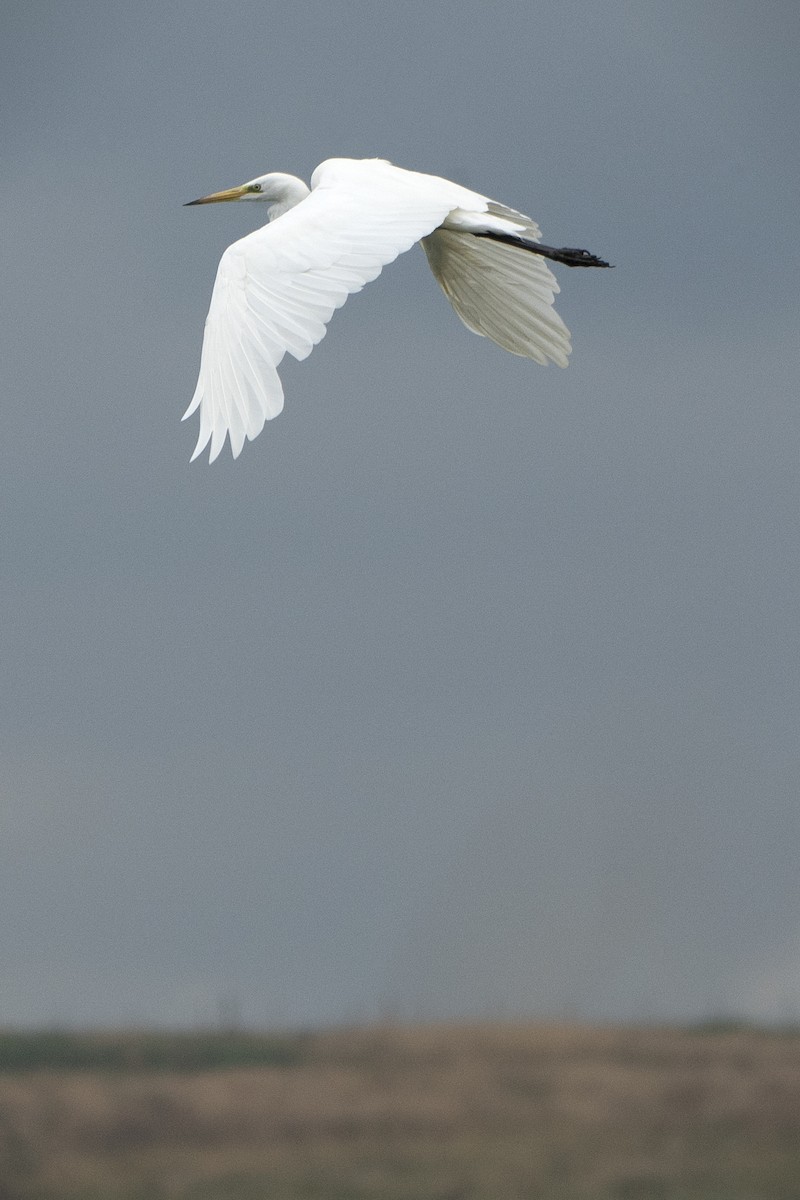 Great Egret - ML639452315