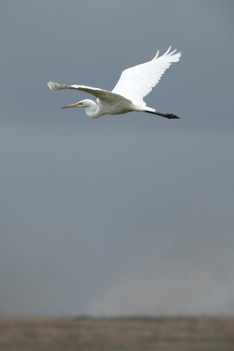 Great Egret - ML639452316