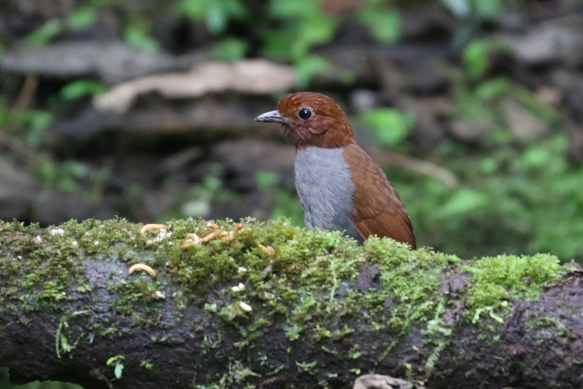 Bicolored Antpitta - ML639452334