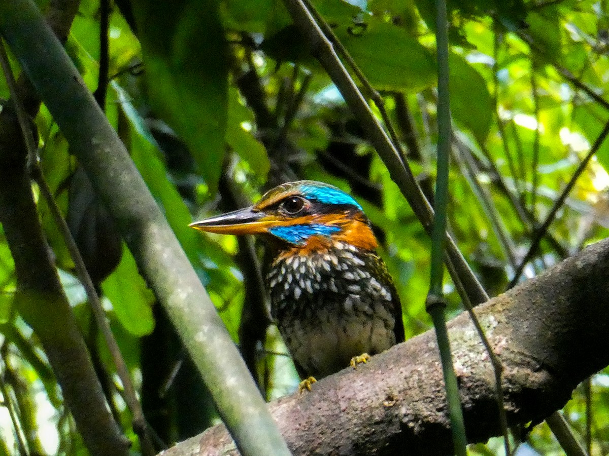 Spotted Kingfisher - ML639452343