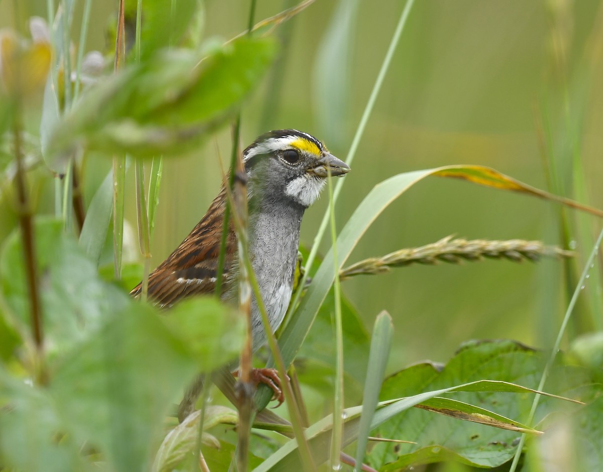 White-throated Sparrow - ML639452353