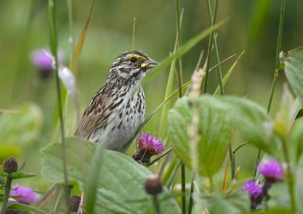 Savannah Sparrow - ML639452355