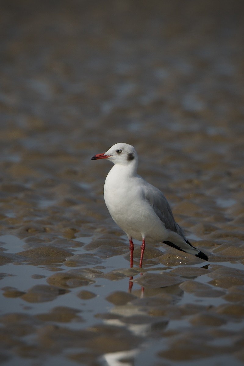 Brown-headed Gull - ML639452362