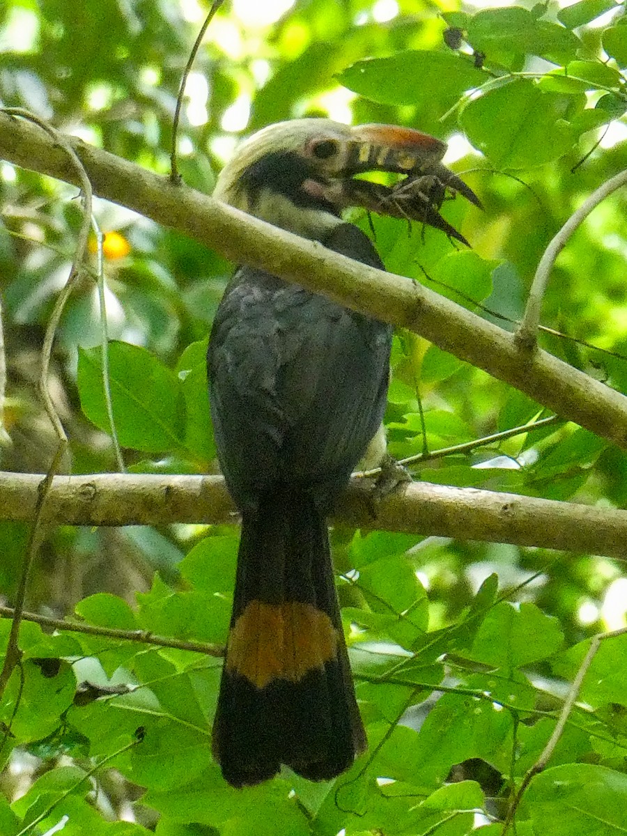 Luzon Hornbill - ML639452378