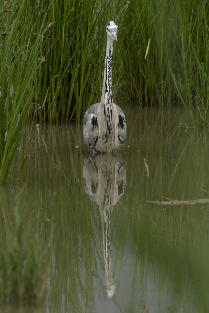 Gray Heron - ML639452428