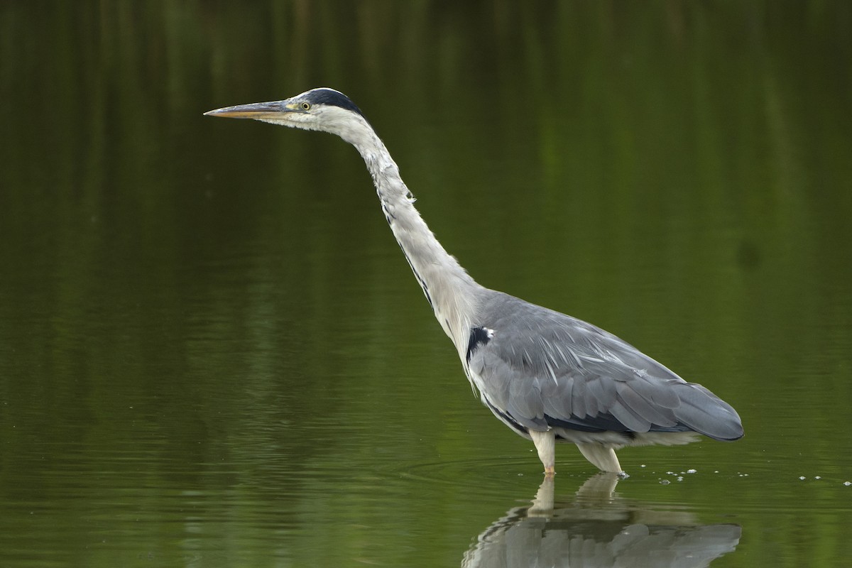 Gray Heron - ML639452429