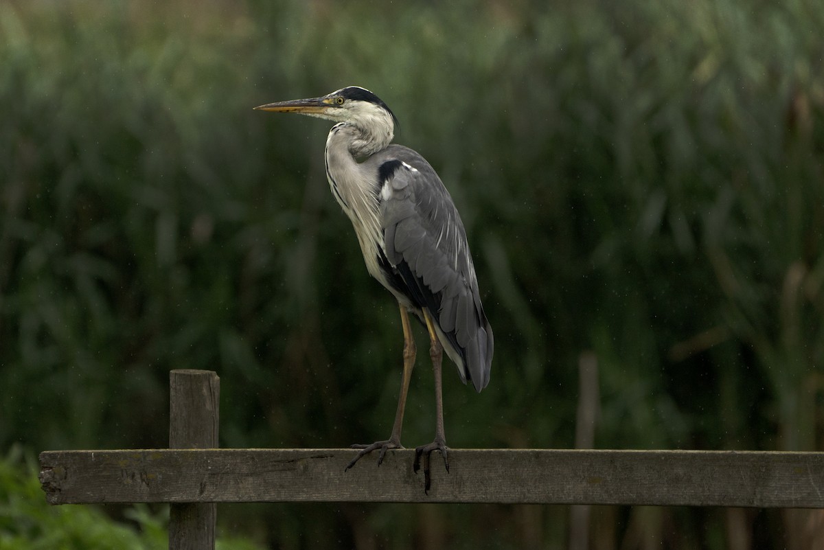 Gray Heron - ML639452430