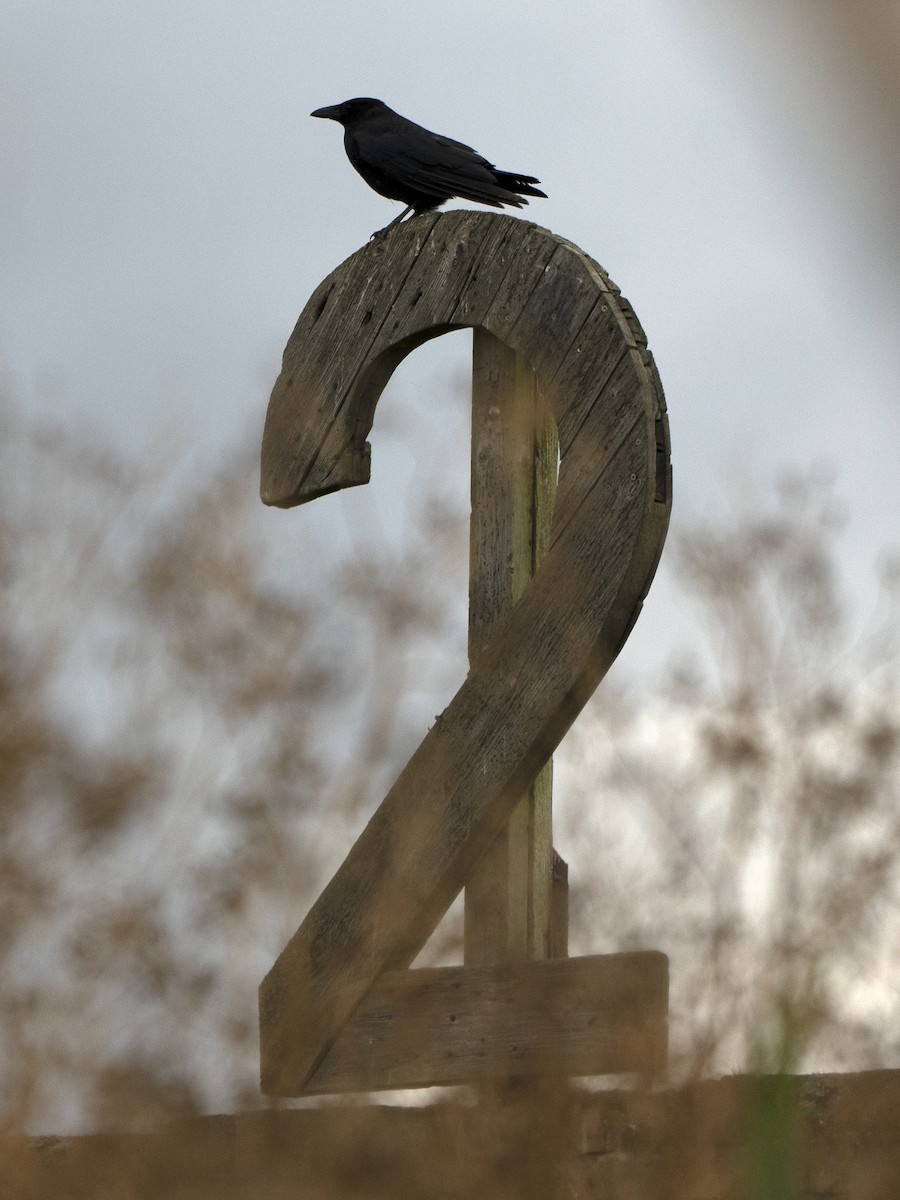 Carrion Crow - ML639452437