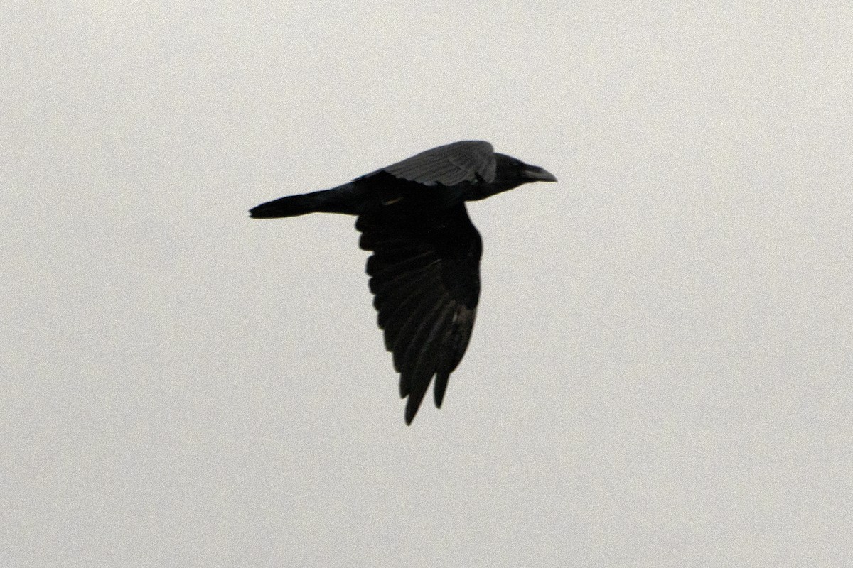 Common Raven - ML639452441