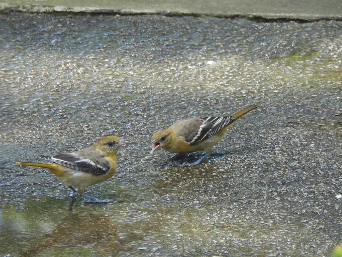 Baltimore Oriole - ML639452452