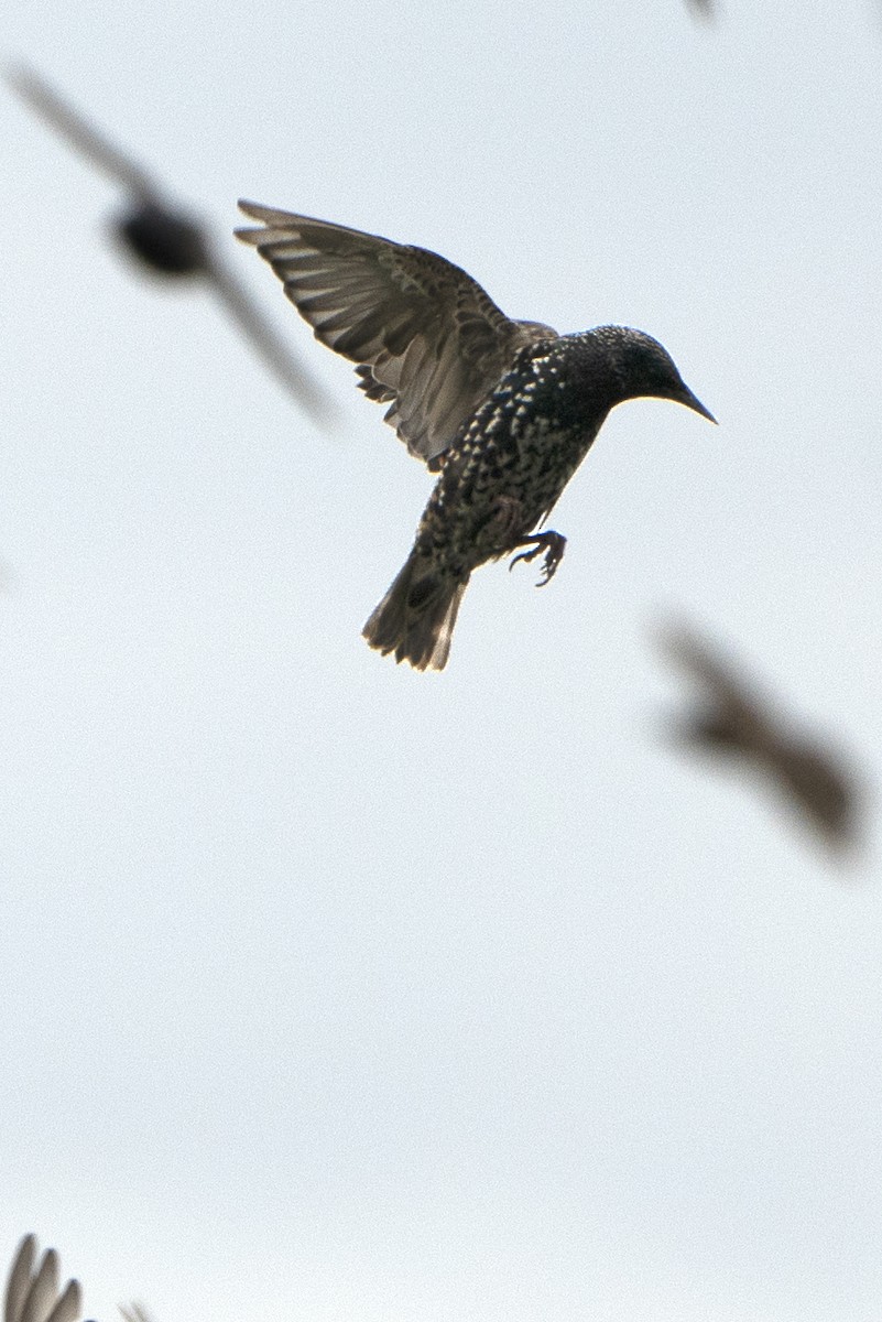 European Starling - ML639452473