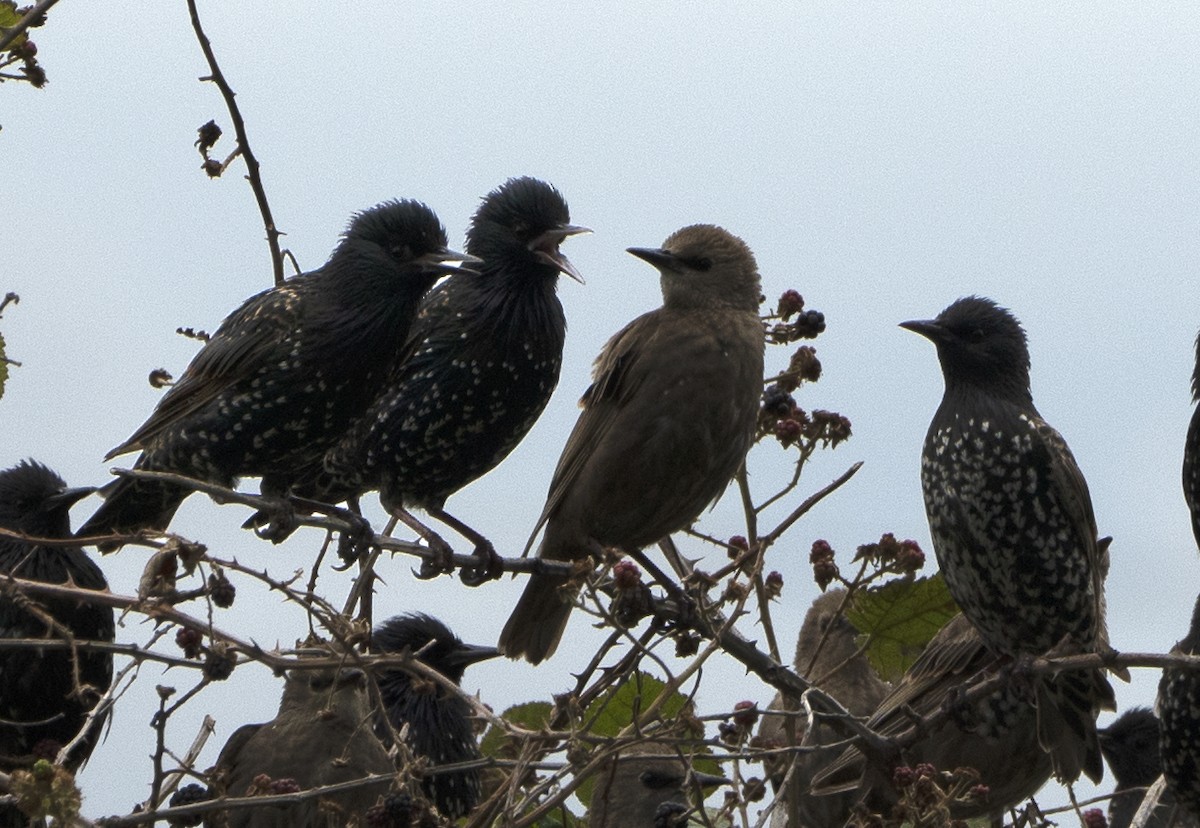 European Starling - ML639452474