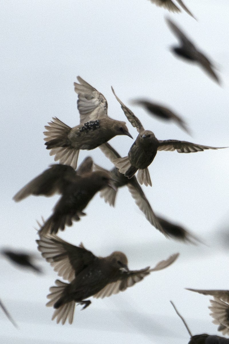 European Starling - ML639452475