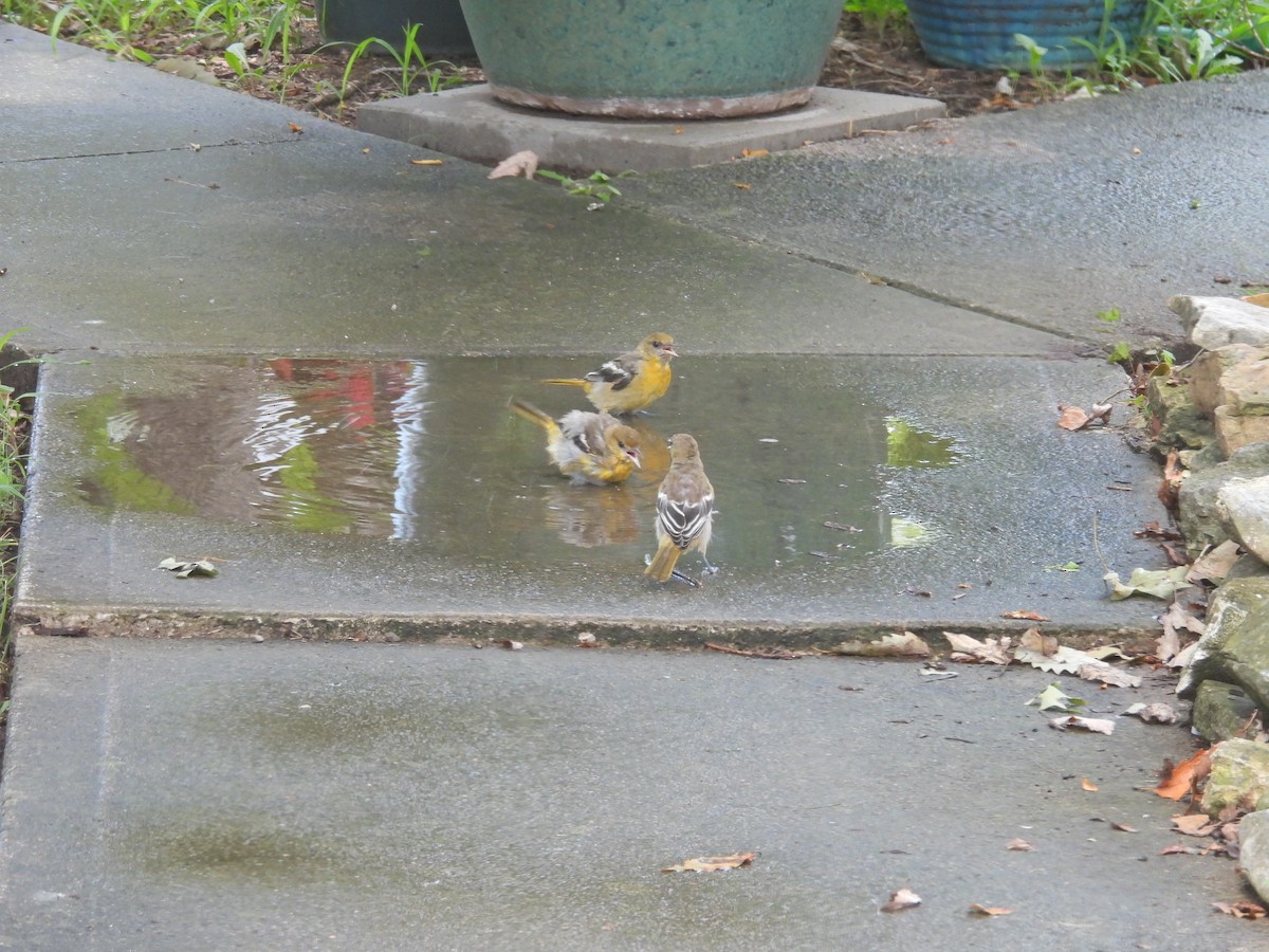 Baltimore Oriole - ML639452526