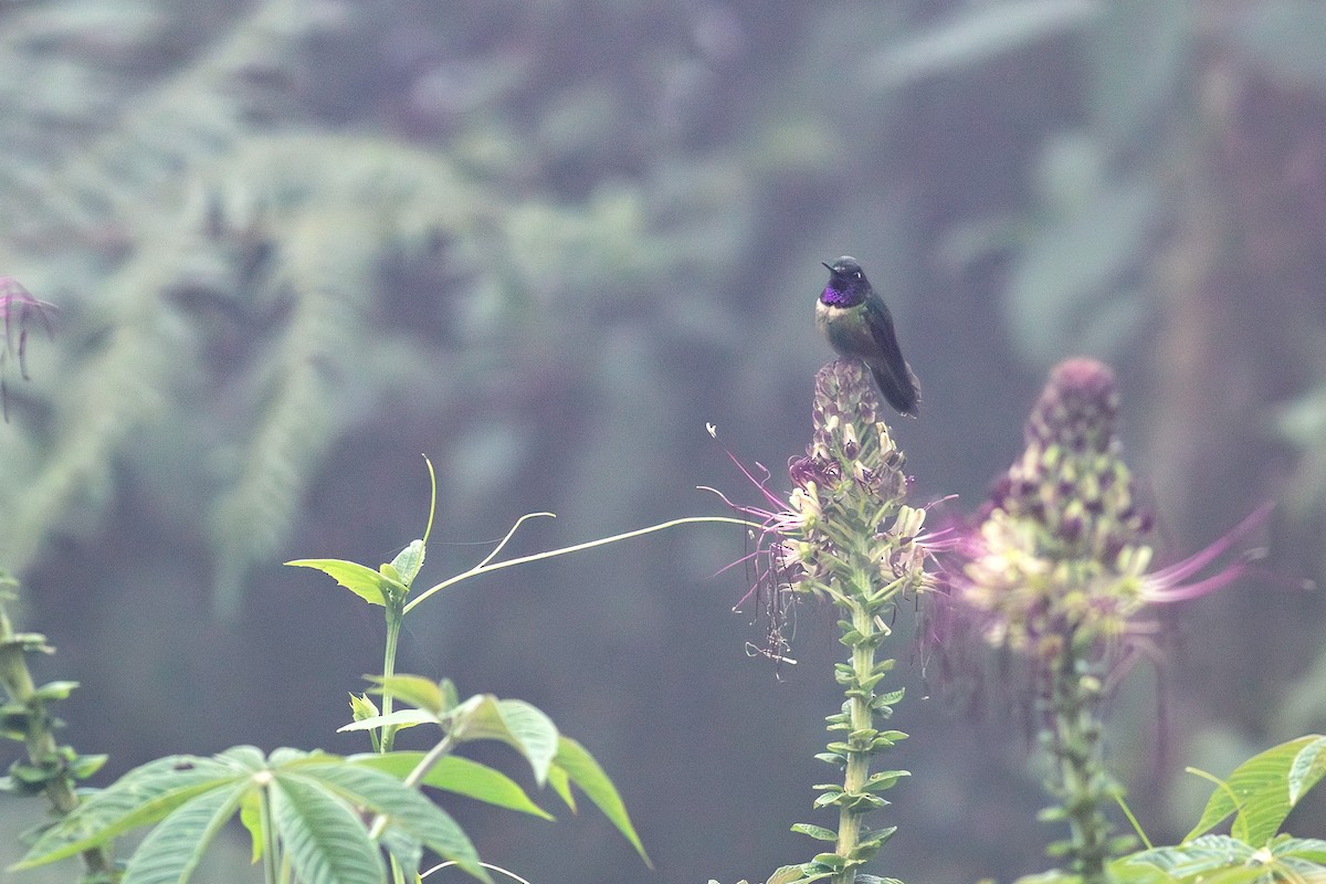 Amethyst-throated Sunangel - ML639452543