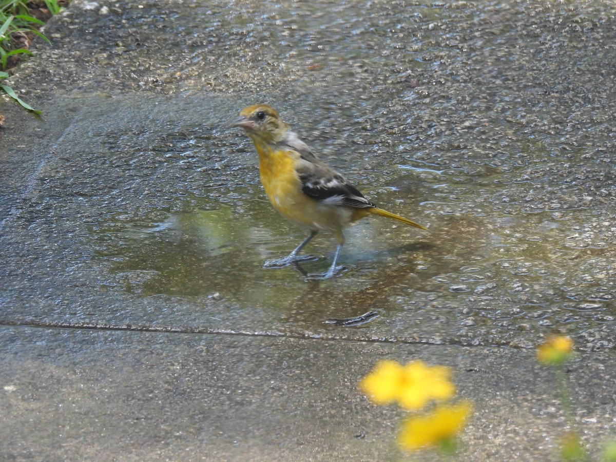 Baltimore Oriole - ML639452569