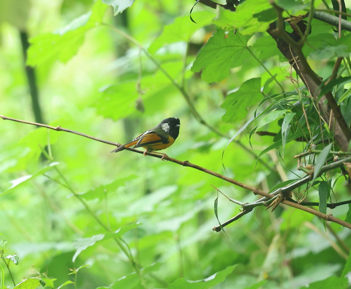 Golden-breasted Fulvetta - ML639452647