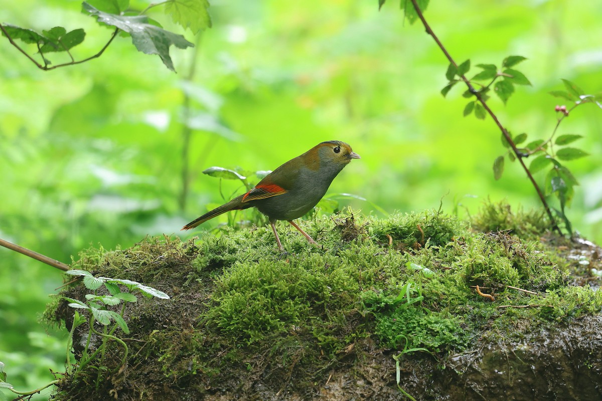 Emei Shan Liocichla - ML639452697
