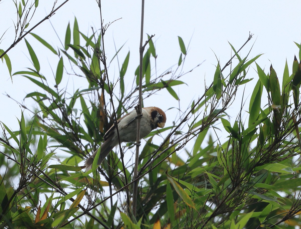 Spot-breasted Parrotbill - ML639452740