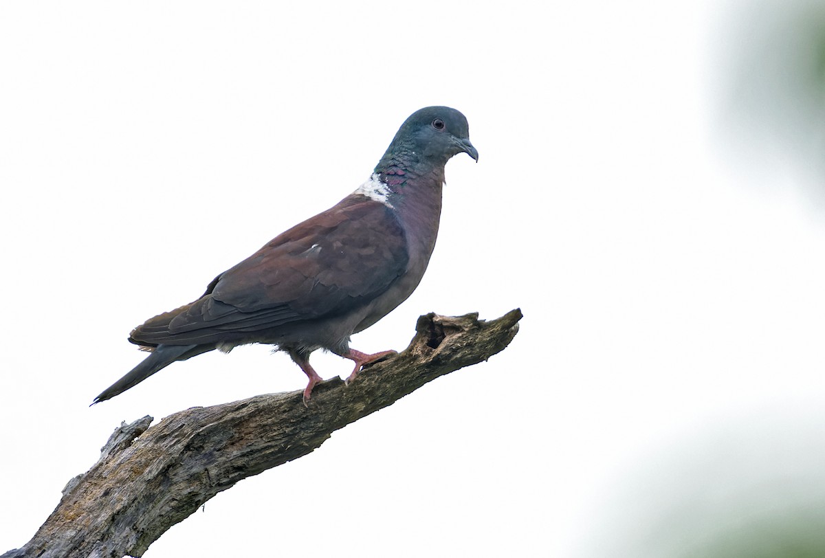 Eastern Bronze-naped Pigeon (Southern) - ML639452776