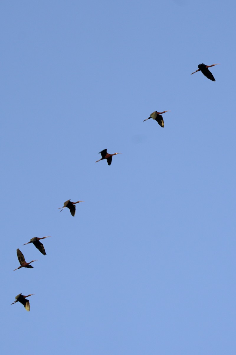 White-faced Ibis - ML639452869