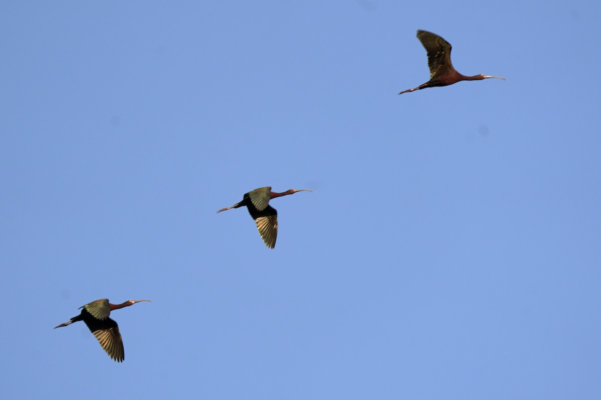 White-faced Ibis - ML639452870