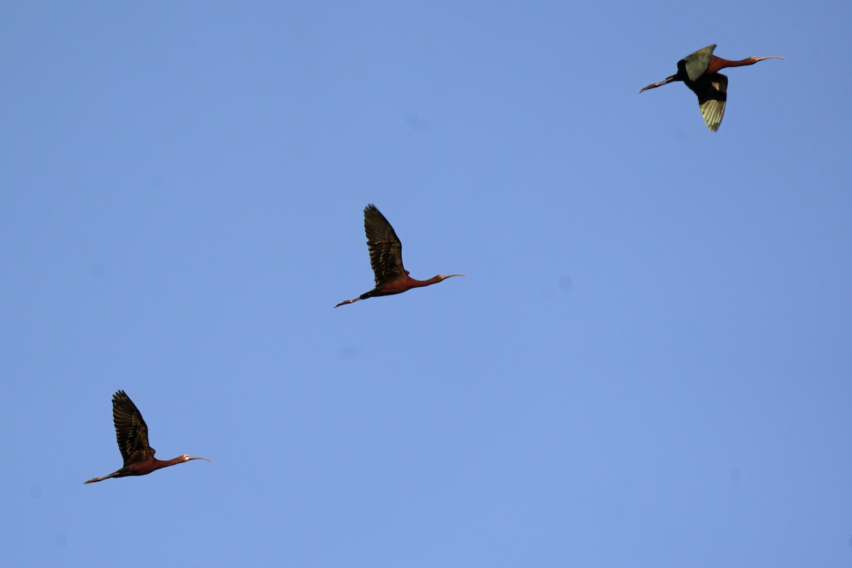 White-faced Ibis - ML639452871