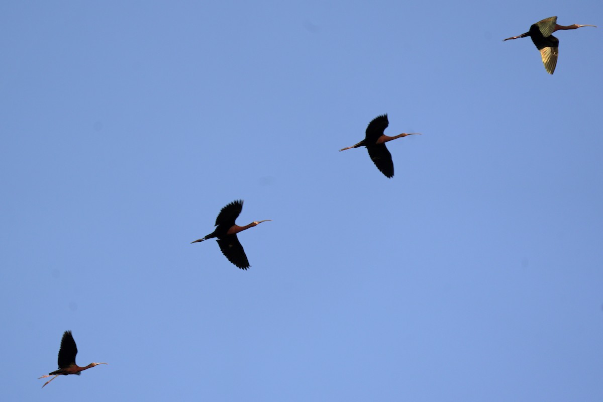 White-faced Ibis - ML639452872