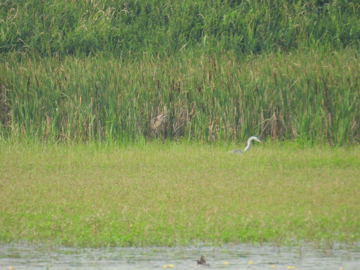 Eurasian Bittern - ML639452879