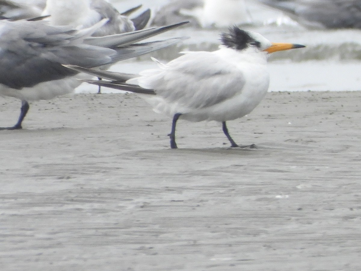 Chinese Crested Tern - ML639452886